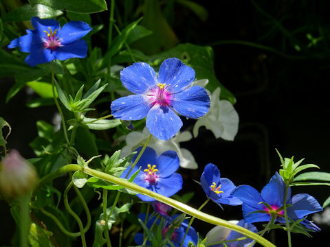 Anagallis arvensis