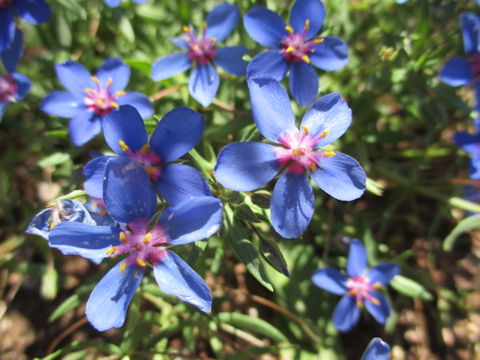 Anagallis arvensis