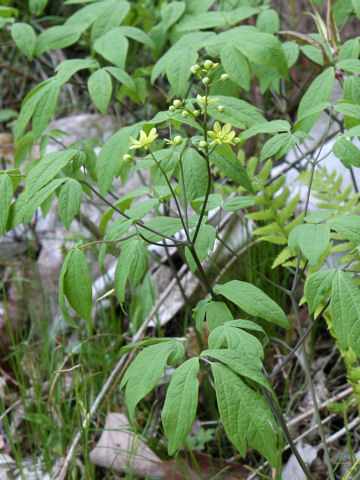 Caulophyllum robustum