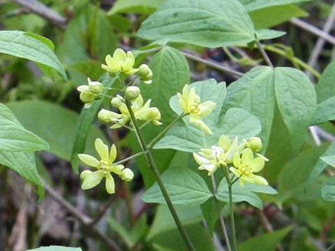 Caulophyllum robustum