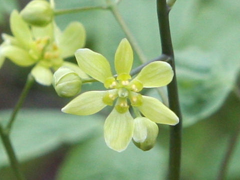 Caulophyllum robustum