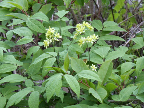 Caulophyllum robustum