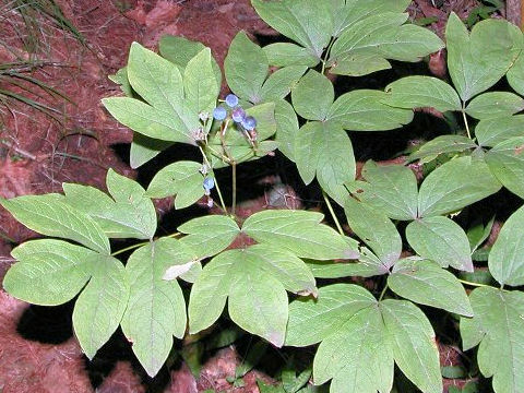 Caulophyllum robustum