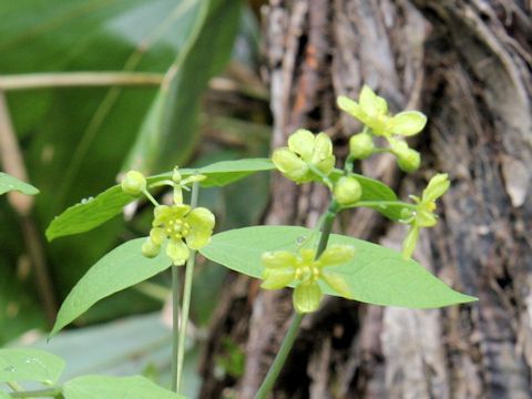 Caulophyllum robustum