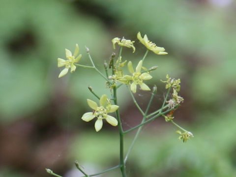 Caulophyllum robustum