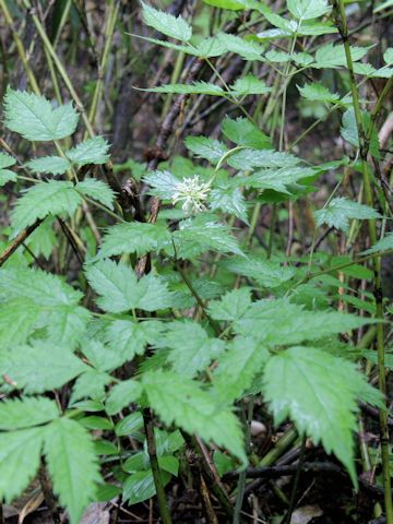 Actaea asiatica