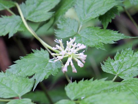 Actaea asiatica