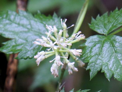 Actaea asiatica