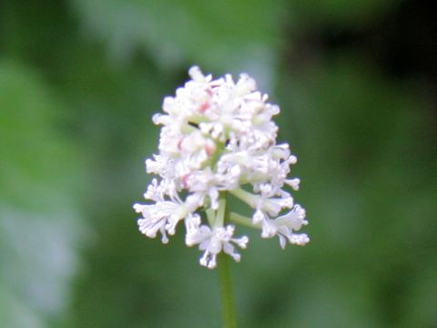 Actaea asiatica