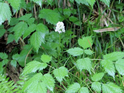 Actaea asiatica