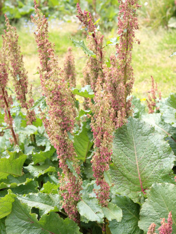 Rumex alpinus