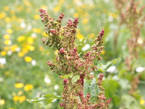 Rumex alpinus