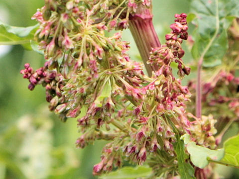 Rumex alpinus