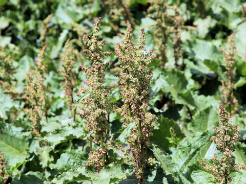 Rumex alpinus