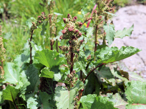 Rumex alpinus