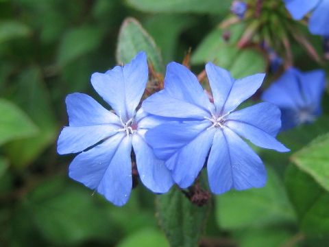 Ceratostigma plumbaginoides