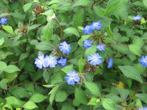 Ceratostigma plumbaginoides