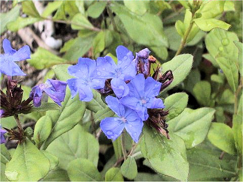 Ceratostigma plumbaginoides