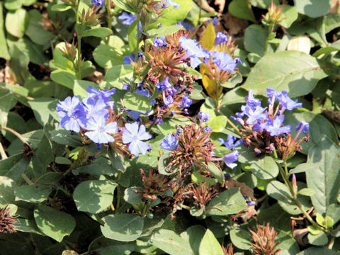 Ceratostigma plumbaginoides