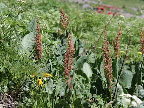 Rumex orthoneurus