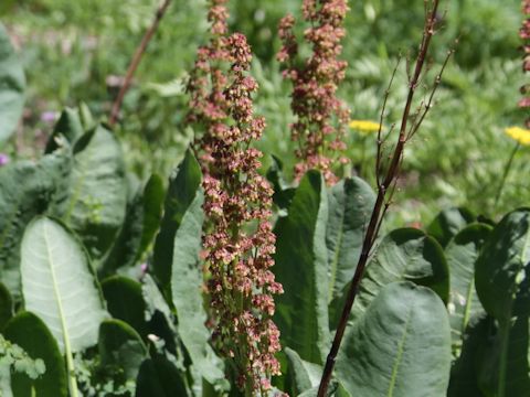 Rumex orthoneurus