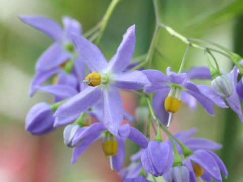 Solanum seaforthianum