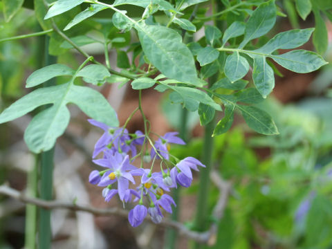 Solanum seaforthianum