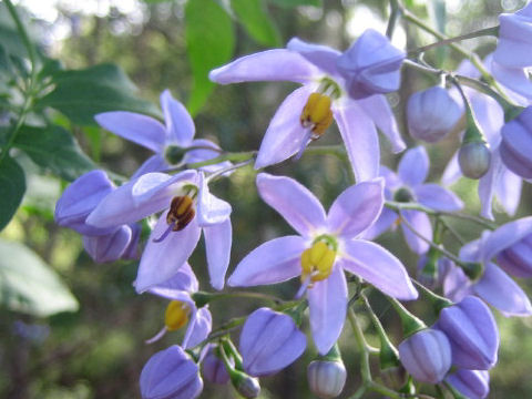 Solanum seaforthianum