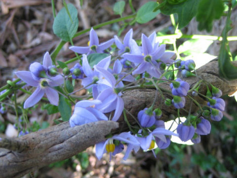 Solanum seaforthianum