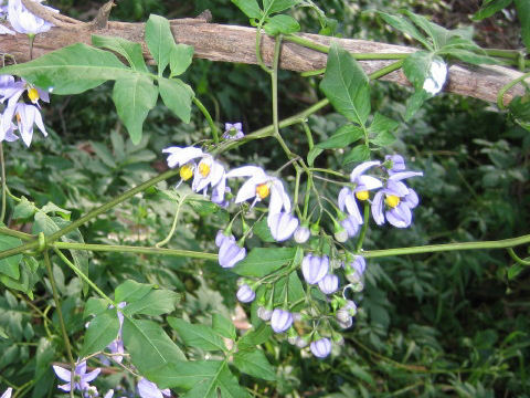 Solanum seaforthianum