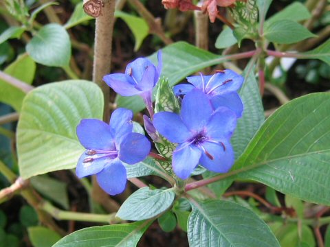 Eranthemum pulchellum