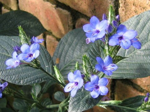 Eranthemum pulchellum