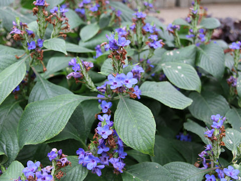 Eranthemum pulchellum