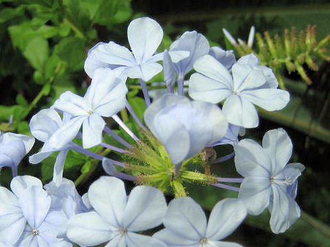 Plumbago capensis