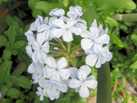 Plumbago capensis