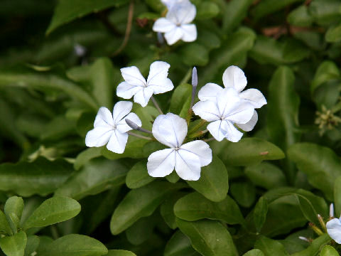 Plumbago capensis