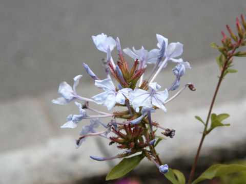 Plumbago capensis