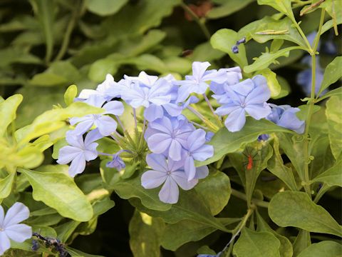 Plumbago capensis