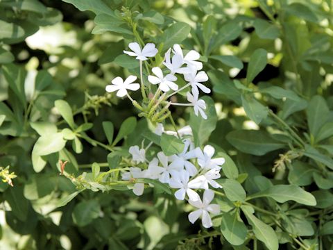 Plumbago capensis