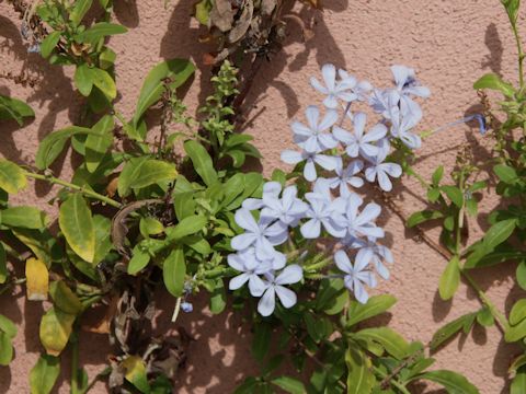 Plumbago capensis