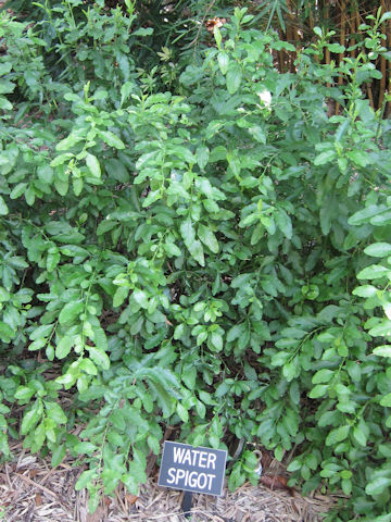 Plumbago capensis