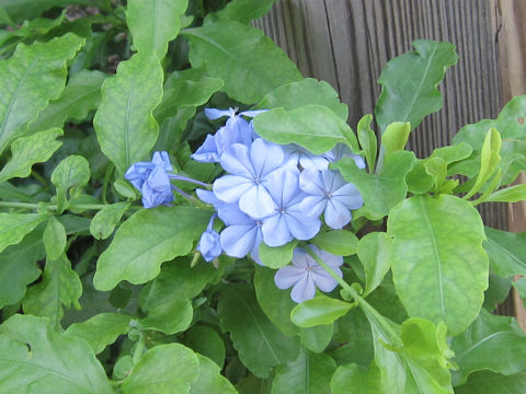 Plumbago capensis