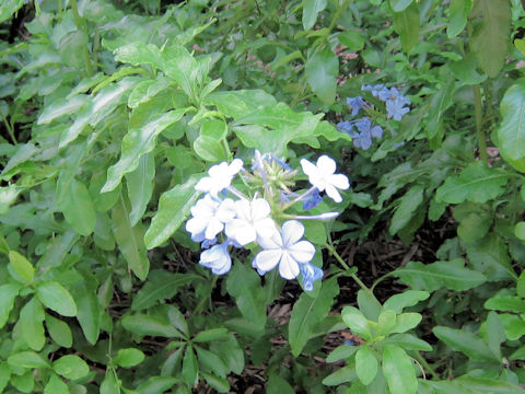 Plumbago capensis