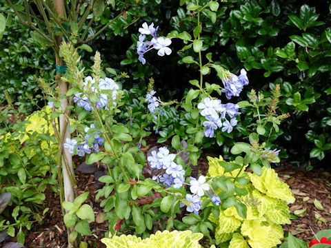 Plumbago capensis