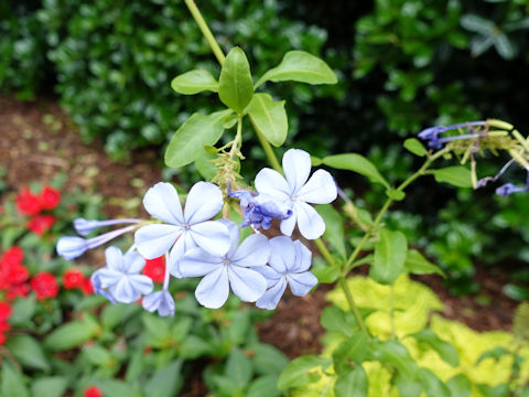 Plumbago capensis