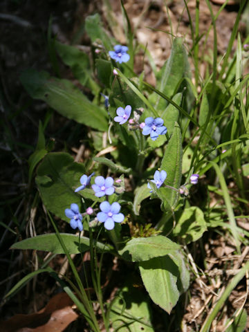 Omphalodes krameri