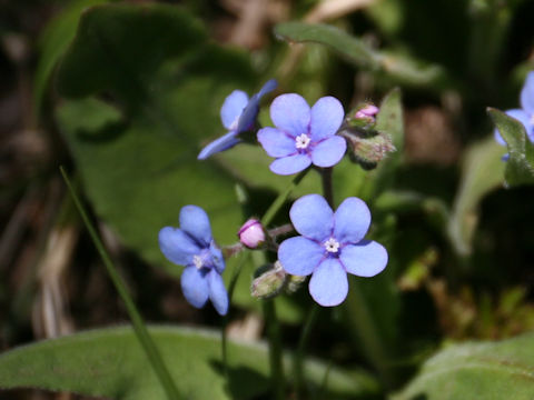 Omphalodes krameri