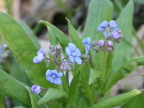 Omphalodes krameri