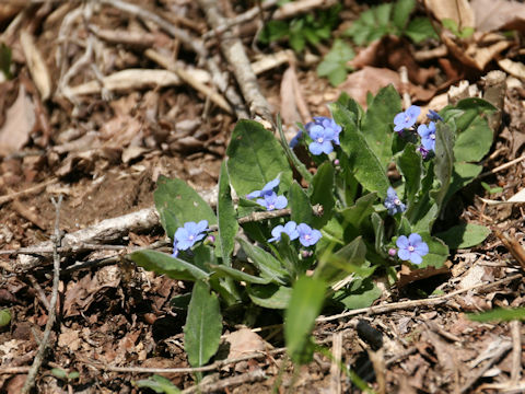 Omphalodes krameri