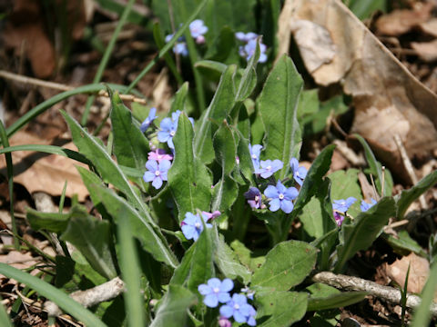 Omphalodes krameri